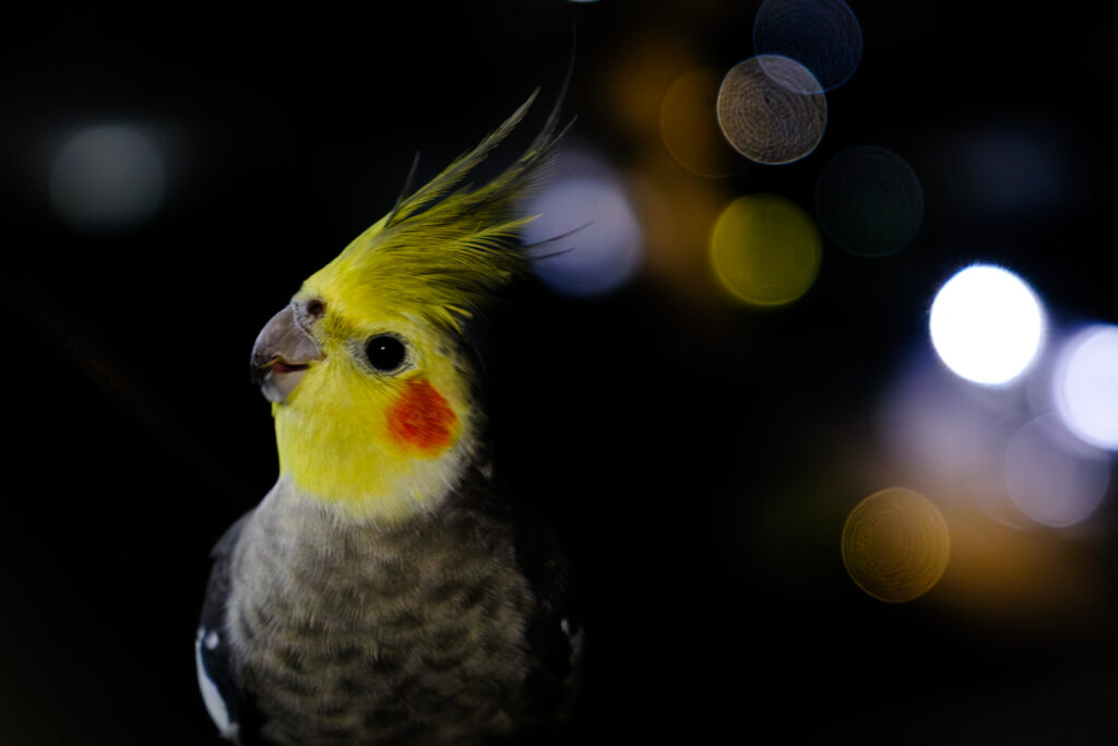 Avoa calopsita, foto 2 - Paulo Rebêlo