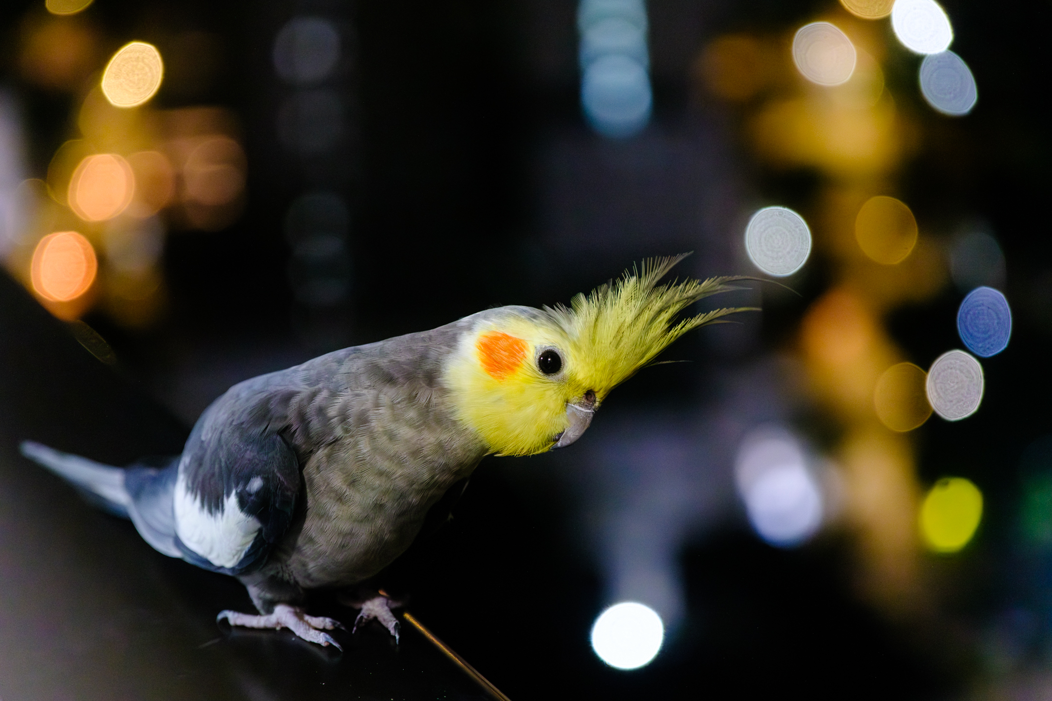 Avoa daqui, calopsita | Paulo Rebêlo